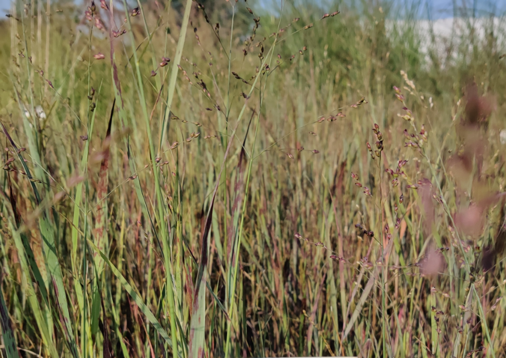 PANICUM VIRGATUM 'CARDINAL'