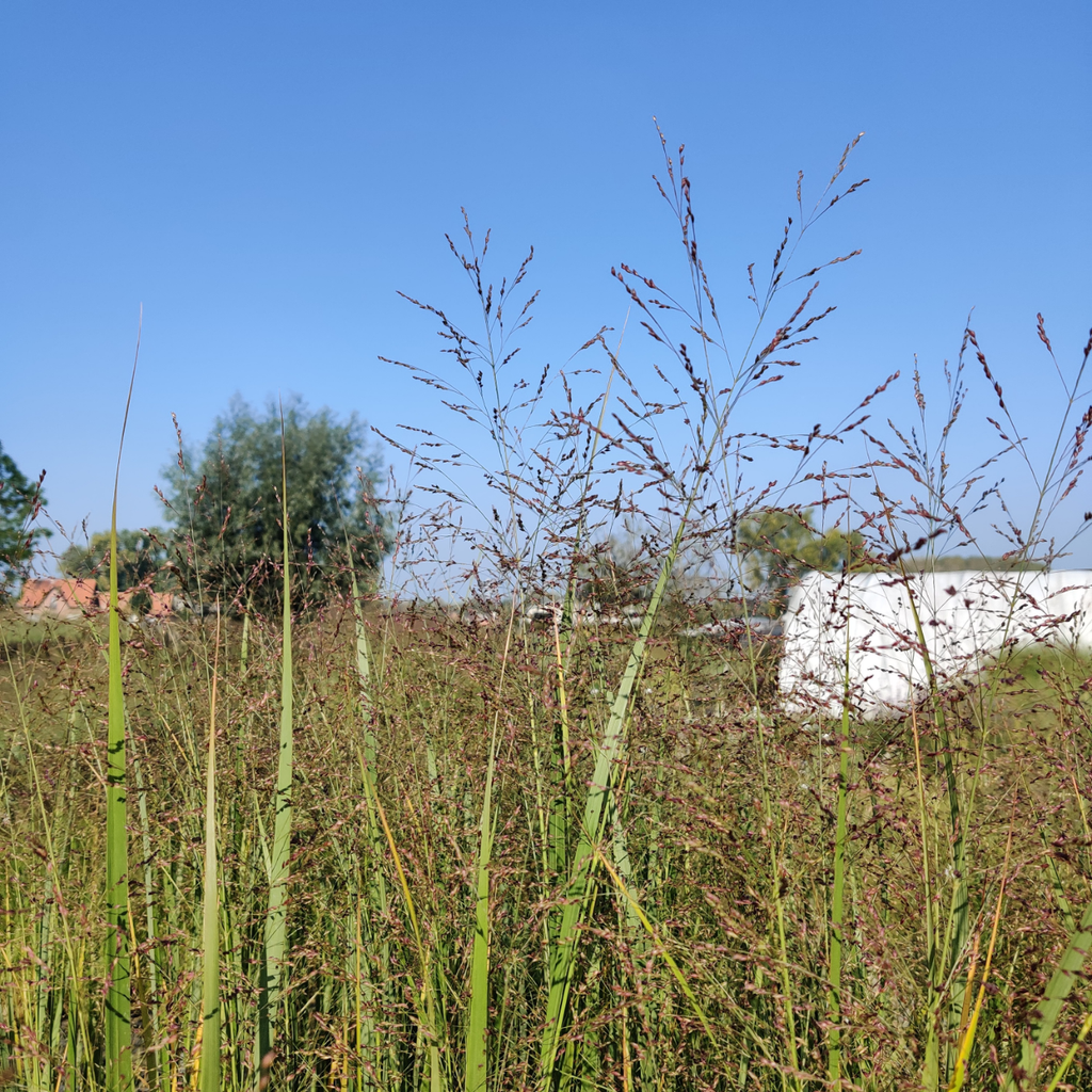 [SGPANVNO] PANICUM VIRGATUM 'NORTHWIND' (Pot 9 cm)
