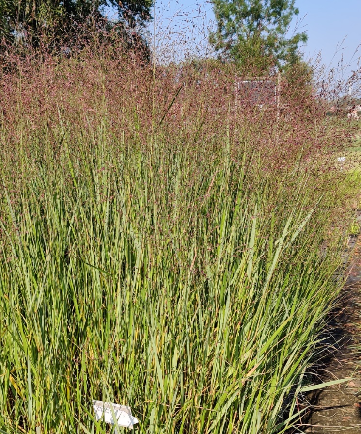 PANICUM VIRGATUM 'WARRIOR'