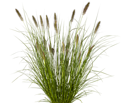 PENNISETUM ALOPECUROIDES 'CASSIAN'