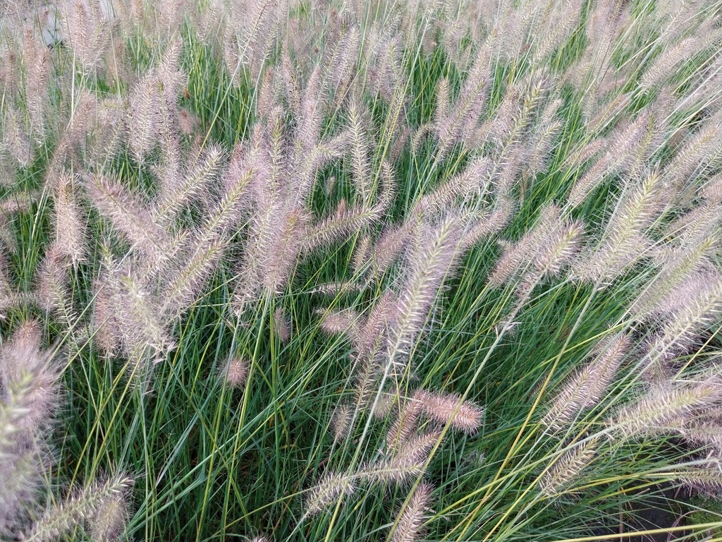 PENNISETUM ALOPECUROIDES 'HAMELN'