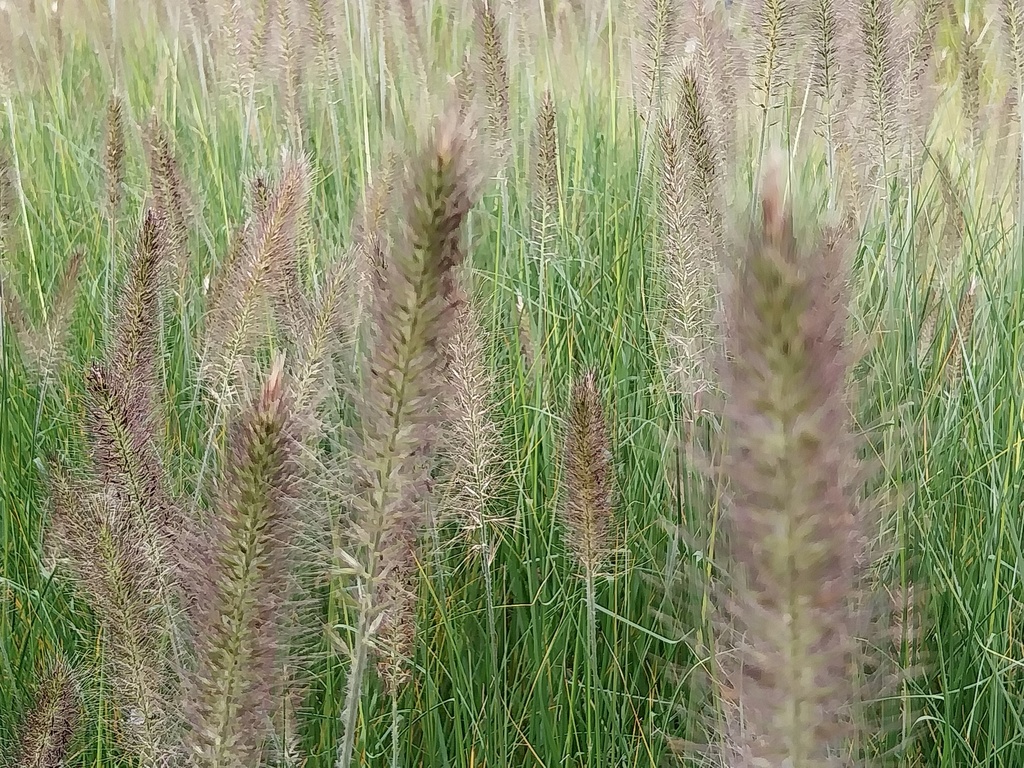 [SGPENALO09] PENNISETUM ALOPECUROIDES (Pot 9 cm)