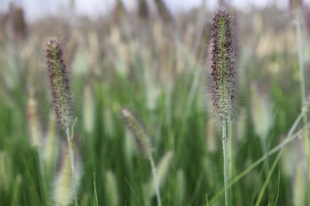 PENNISETUM ALOPECUROIDES