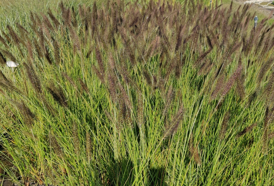PENNISETUM ALOPECUROIDES 'MOUDRY'