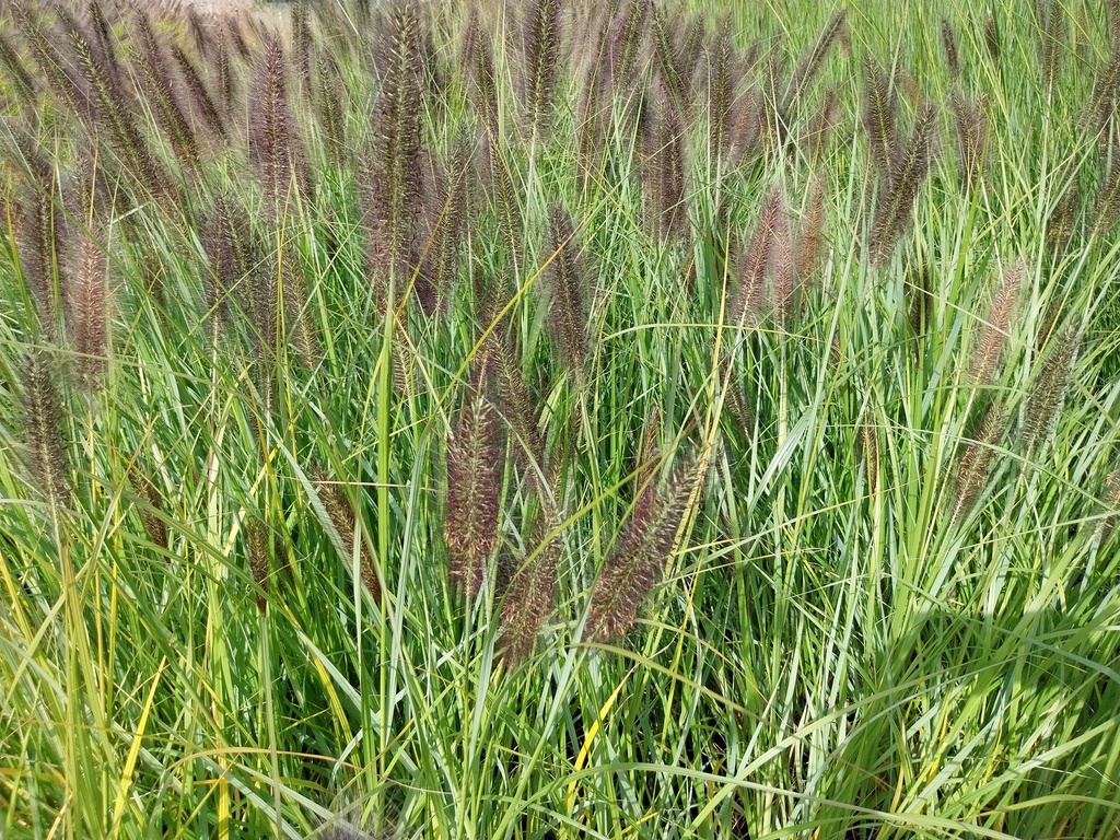 PENNISETUM ALOPECUROIDES F. VIRIDESCENS