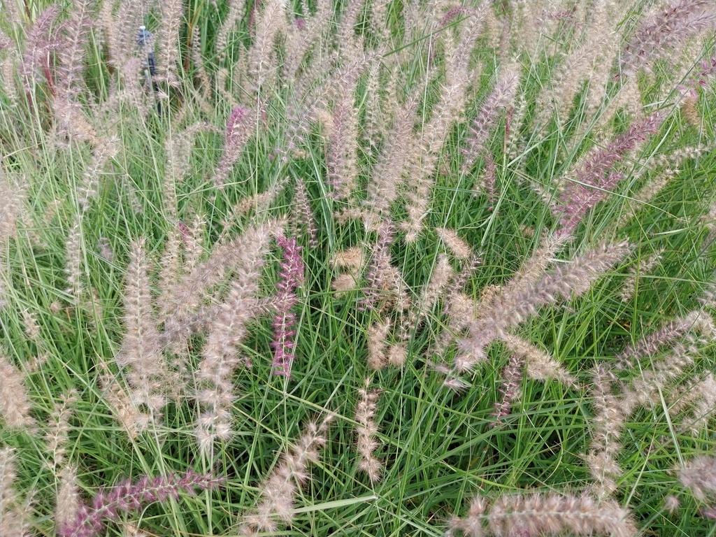 PENNISETUM ORIENTALE 'FLAMINGO'