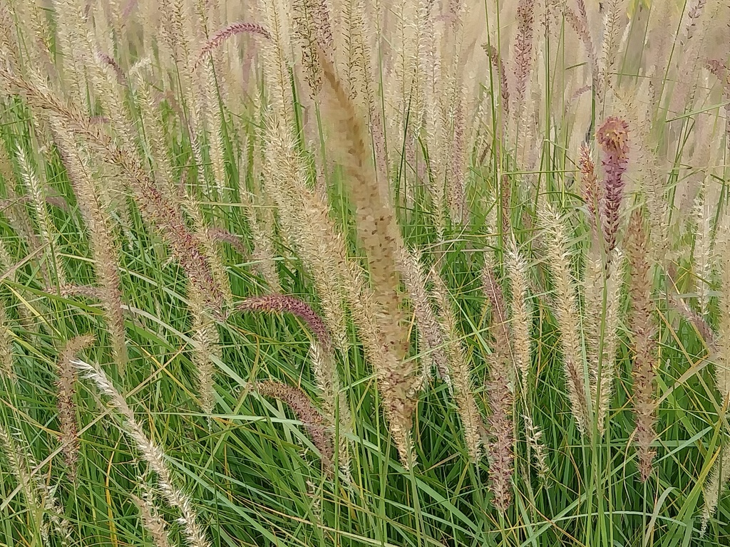 [SGPENOTT] PENNISETUM ORIENTALE 'TALL TAILS'