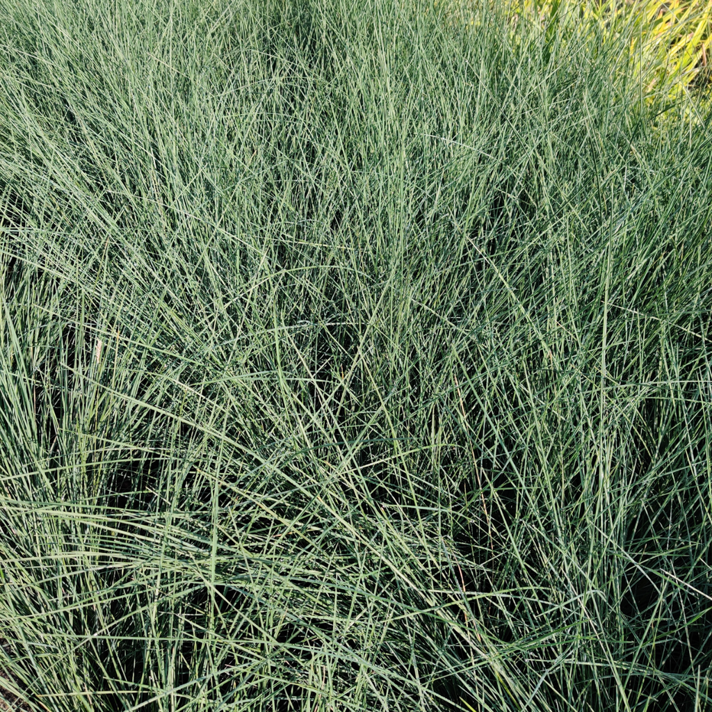 [SGPOALAB] POA LABILLARDIEREI