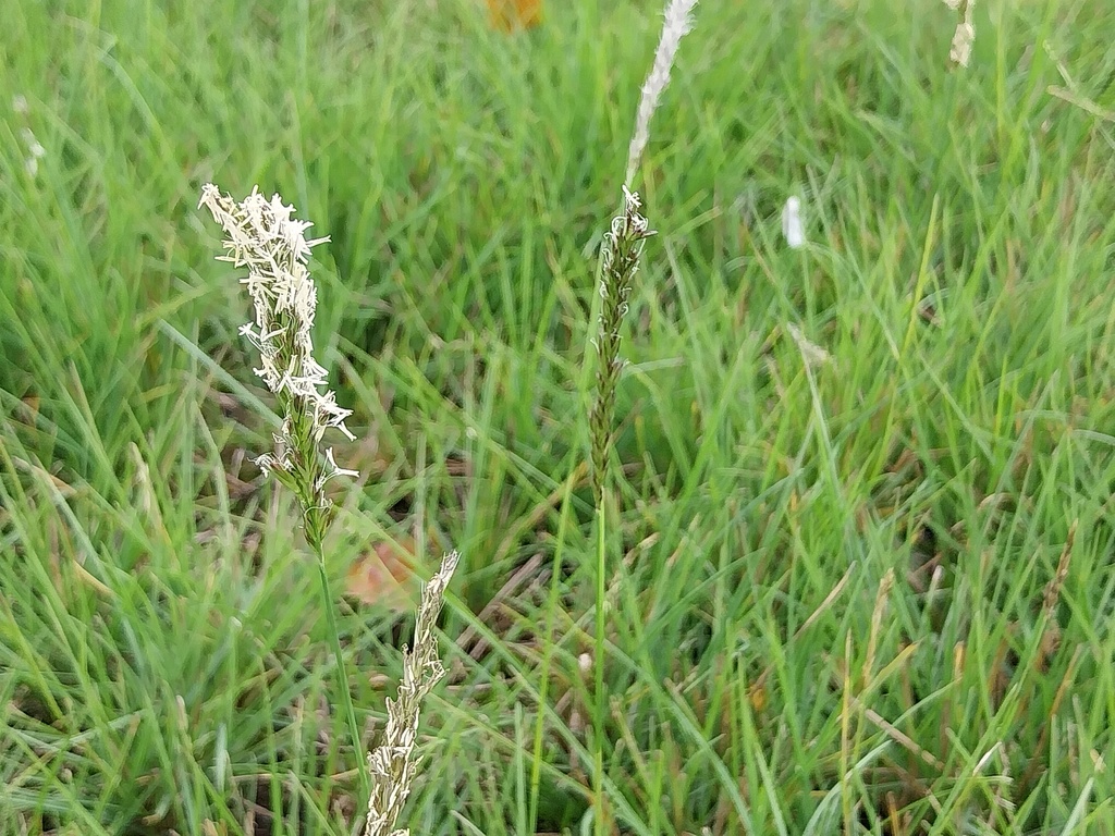 SESLERIA AUTUMNALIS