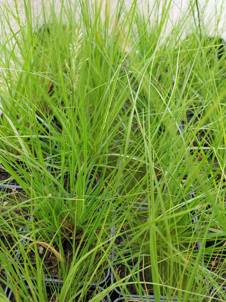 SPOROBOLUS HETEROLEPIS 'CLOUD'