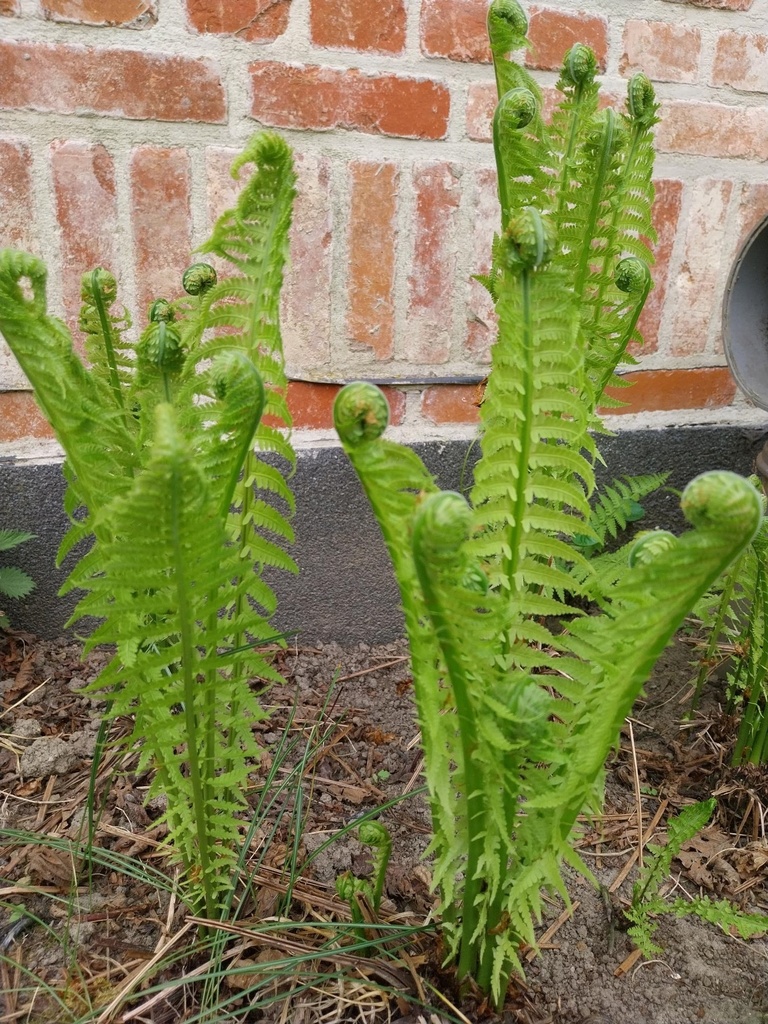 MATTEUCIA STRUTHIOPTERIS