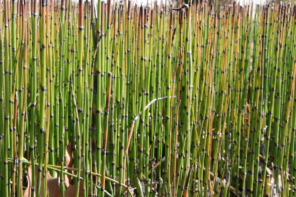 EQUISETUM HYEMALE JAPONICUM