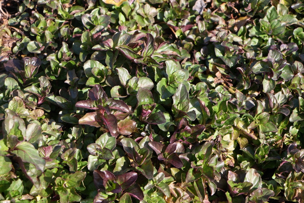[WPMENAQU] MENTHA AQUATICA (Pot 9 cm)