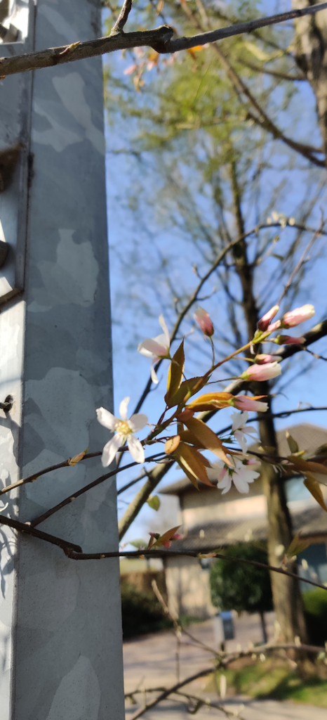 AMELANCHIER ARBOREA 'ROBIN HILL'