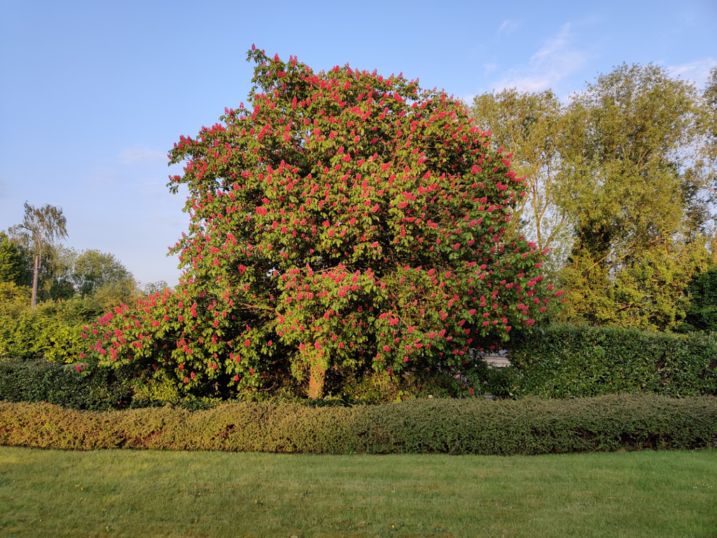 AESCULUS CARNEA