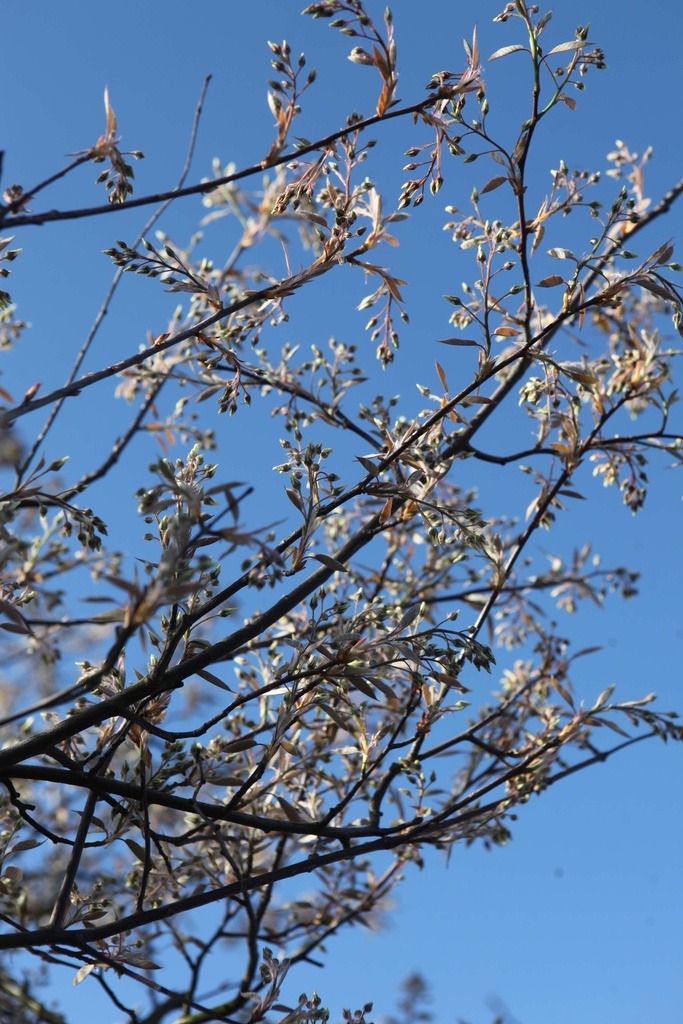 [ALA3] AMELANCHIER LAMARCKII (Racines nues, 60-80 cm)