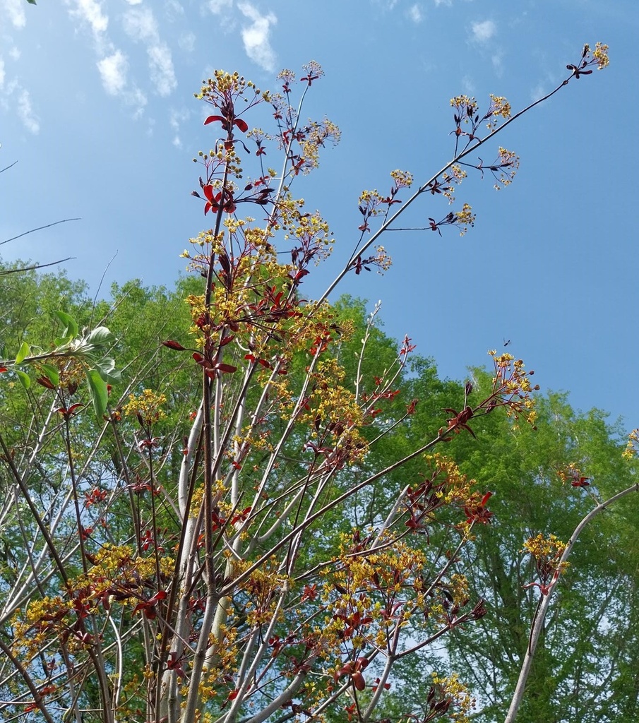 [APRREH6] ACER PLATANOIDES 'ROYAL RED' HAUT-TIGE (Racines nues, 6-8 cm)
