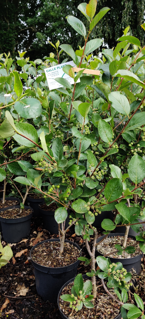 ARONIA PRUNIFOLIA 'VIKING' HOOGSTAM