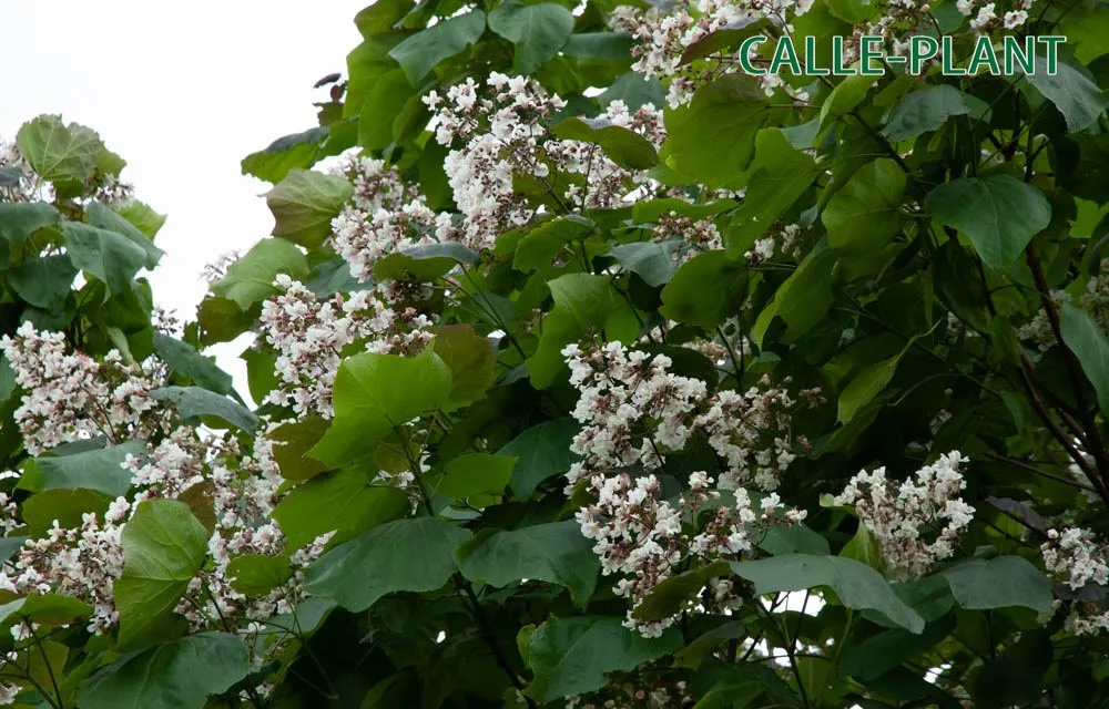 CATALPA BIGNONIOIDES HOOGSTAM