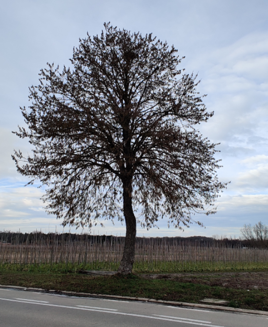CORYLUS COLURNA HAUT-TIGE