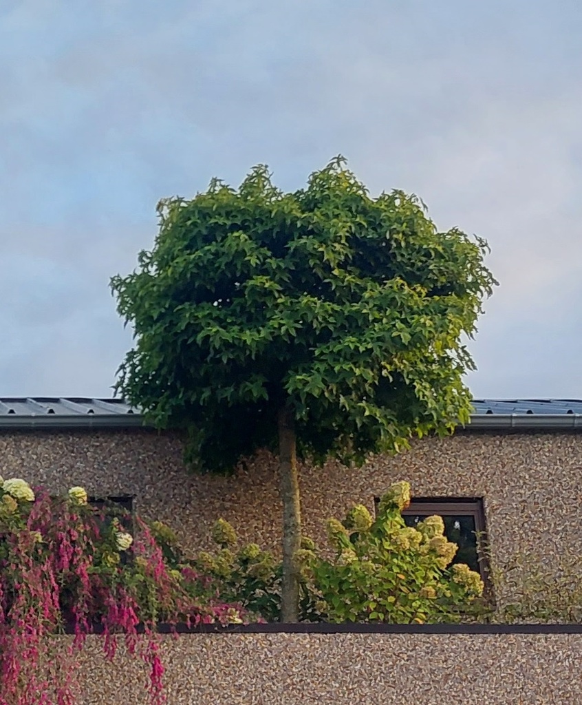 [LSGUH6C] LIQUIDAMBAR STYRACIFLUA 'GUM BALL' HOOGSTAM (Kluit, 6-8 cm)