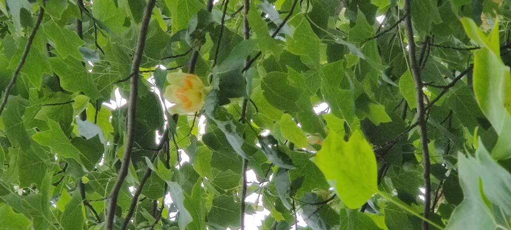 LIRIODENDRON TULIPIFERA