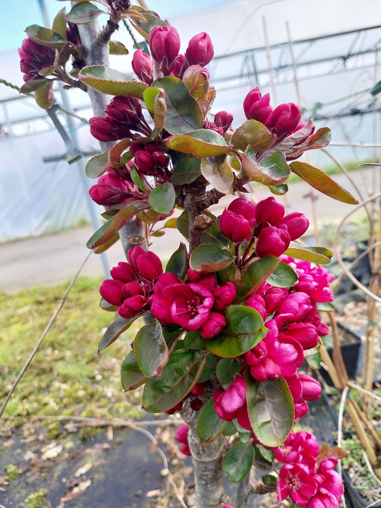 [MAP150C] MALUS APPOLLO (Pot, 150-175 cm)