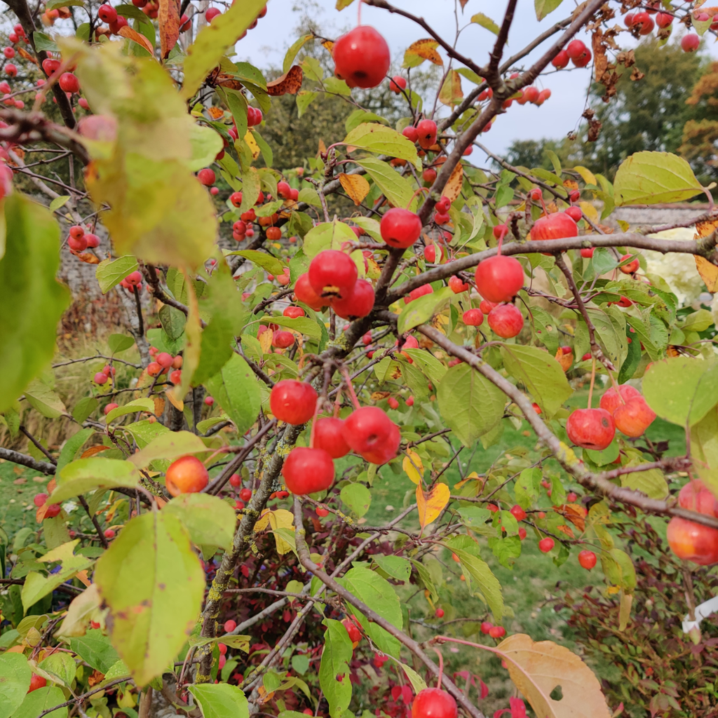MALUS 'EVERESTE' HOOGSTAM