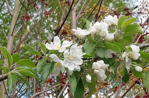 MALUS 'JOHN DOWNIE' HOOGSTAM