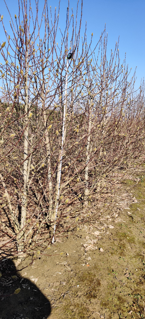 MAGNOLIA KOBUS HOOGSTAM
