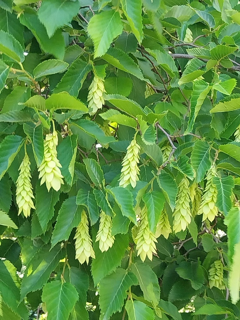 [OCAH8] OSTRYA CARPINIFOLIA HAUT-TIGE