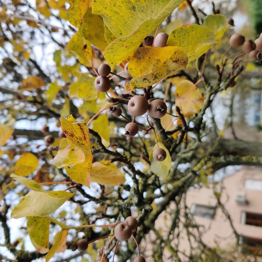 PYRUS CALLERYANA 'CHANTICLEER' HOOGSTAM