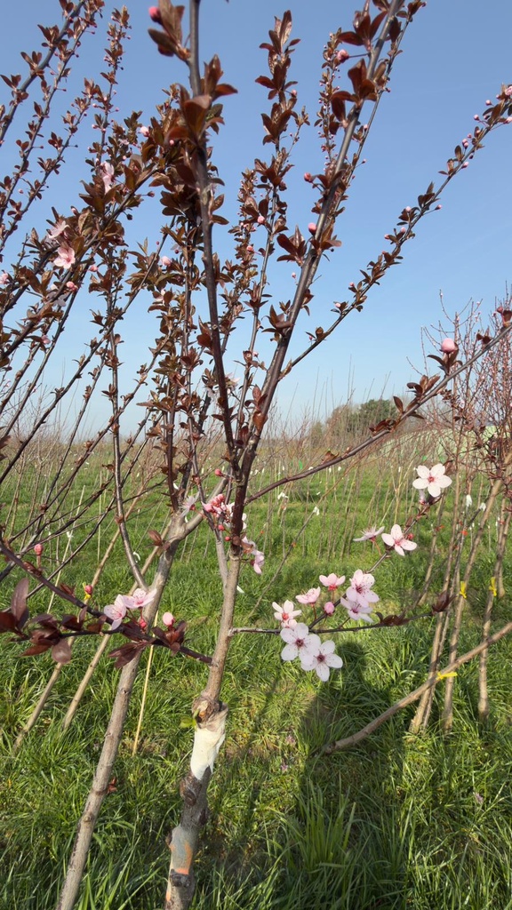 PRUNUS CERASIFERA 'NIGRA' HOOGSTAM