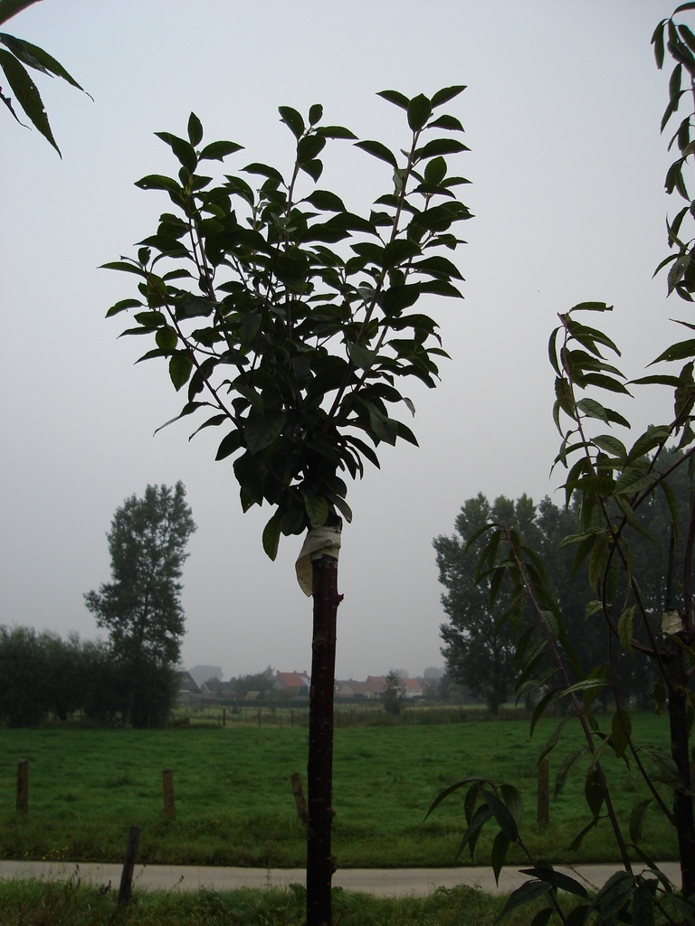 [PEUMH8] PRUNUS EMINENS 'UMBRACULIFERA' HOOGSTAM (Blote wortel, 8-10 cm)