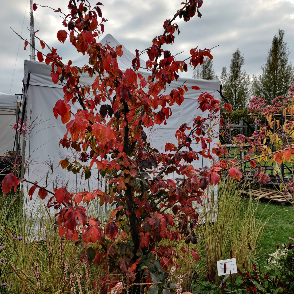 PARROTIA PERSICA