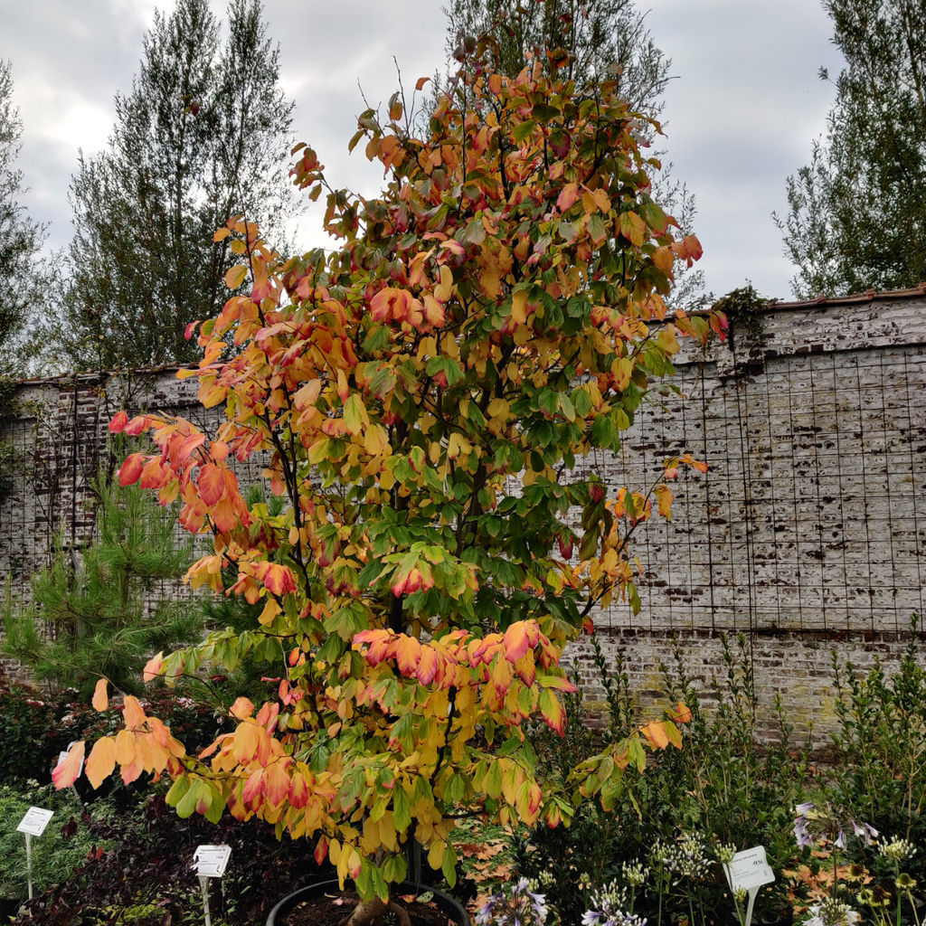 PARROTIA PERSICA 'VANESSA' HOOGSTAM