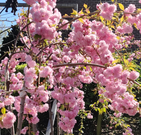 [PSKSHH8] PRUNUS 'KIKU-SHIDARE-ZAKURA' HAUT-TIGE (8-10 cm)