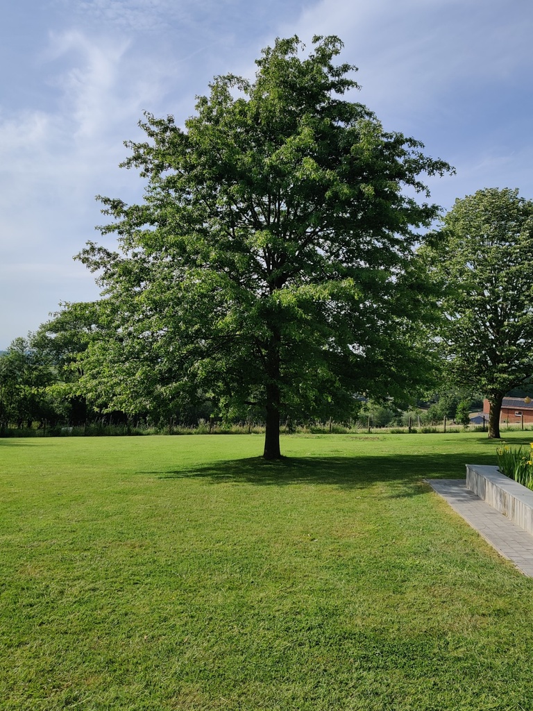 QUERCUS PALUSTRIS HOOGSTAM