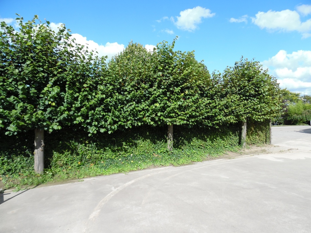 TILIA EUROPAEA 'PALLIDA' HAUT-TIGE