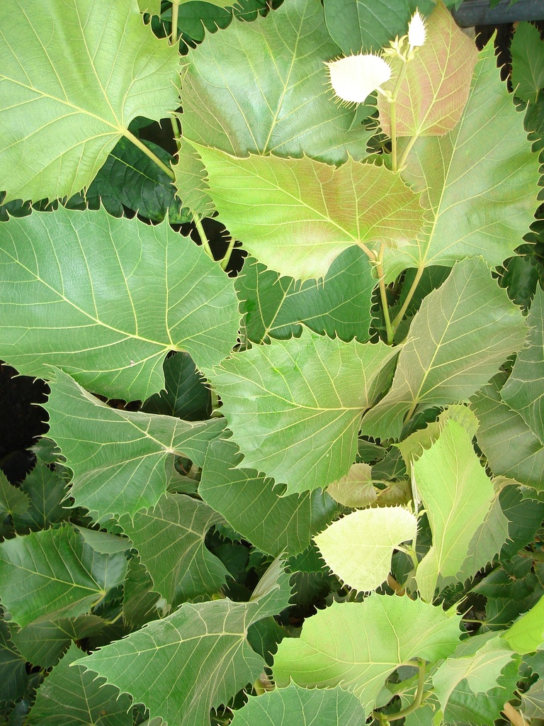 [THENH8] TILIA HENRYANA HAUT-TIGE (8-10 cm)