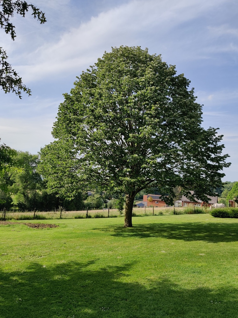[TTBRH8] TILIA TOMENTOSA 'BRABANT' HOOGSTAM (Blote wortel, 8-10 cm)