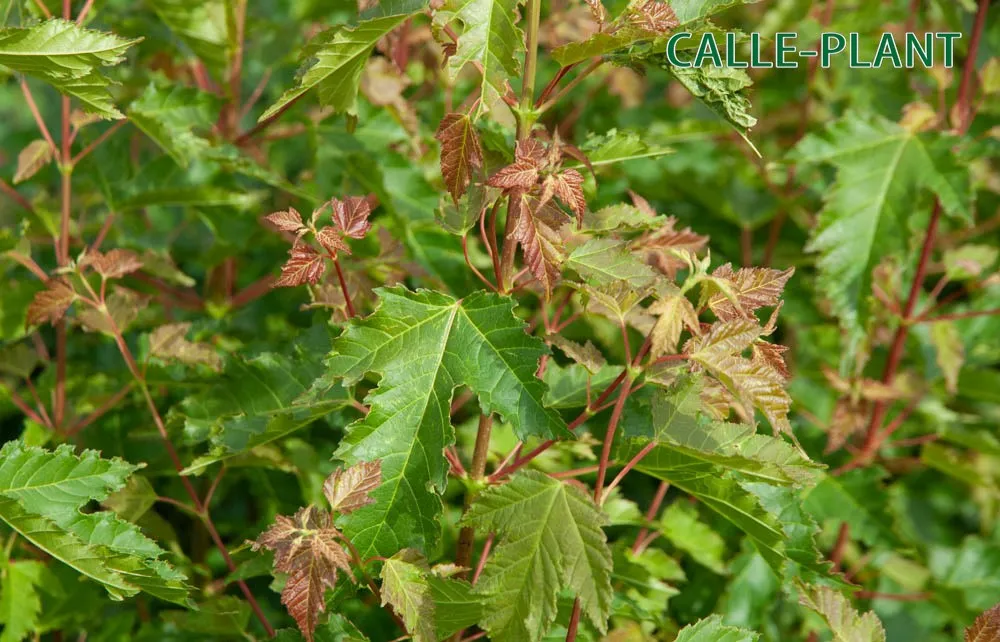 ACER TATARICUM GINNALA