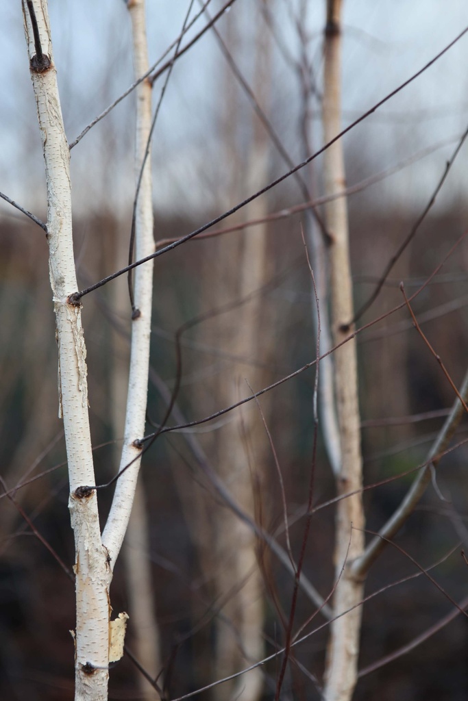 [BPEB40] BETULA PENDULA (Blote wortel, 40-60 cm)