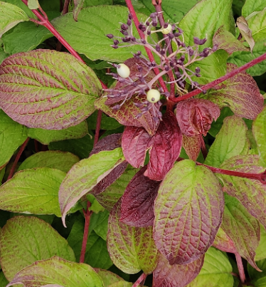 CORNUS ALBA