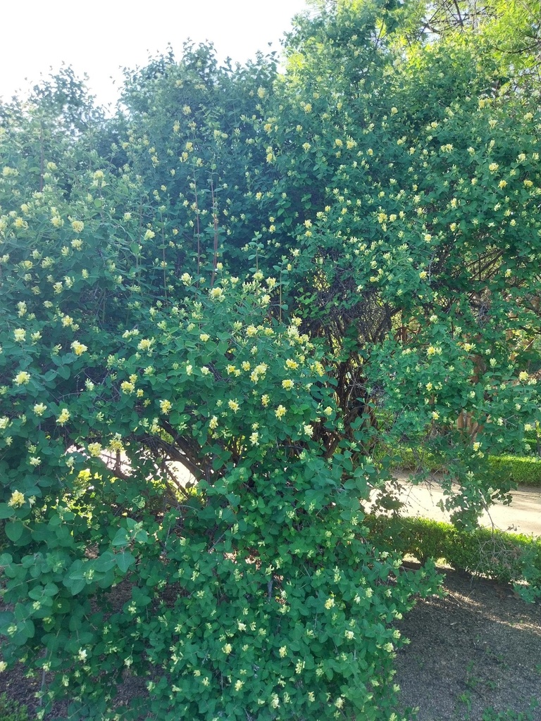 LONICERA XYLOSTEUM