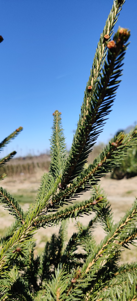 [PABBO40] PICEA ABIES JEUNES PLANTES (40-60 cm)