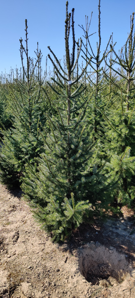 [POMB30] PICEA OMORIKA