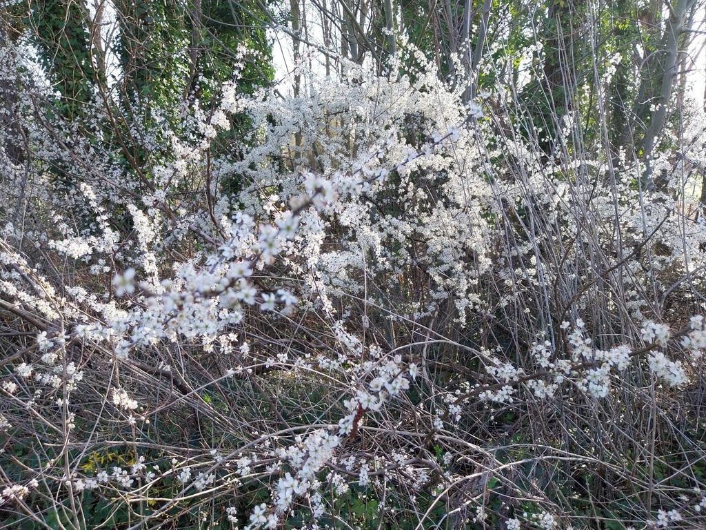 PRUNUS SPINOSA BOSGOED