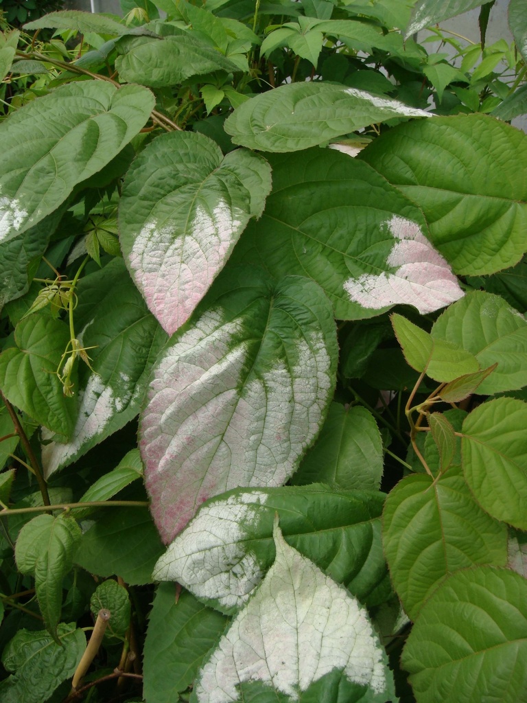 [AKOL3] ACTINIDIA KOLOMIKTA (Pot 2 litres, 80-100 cm)