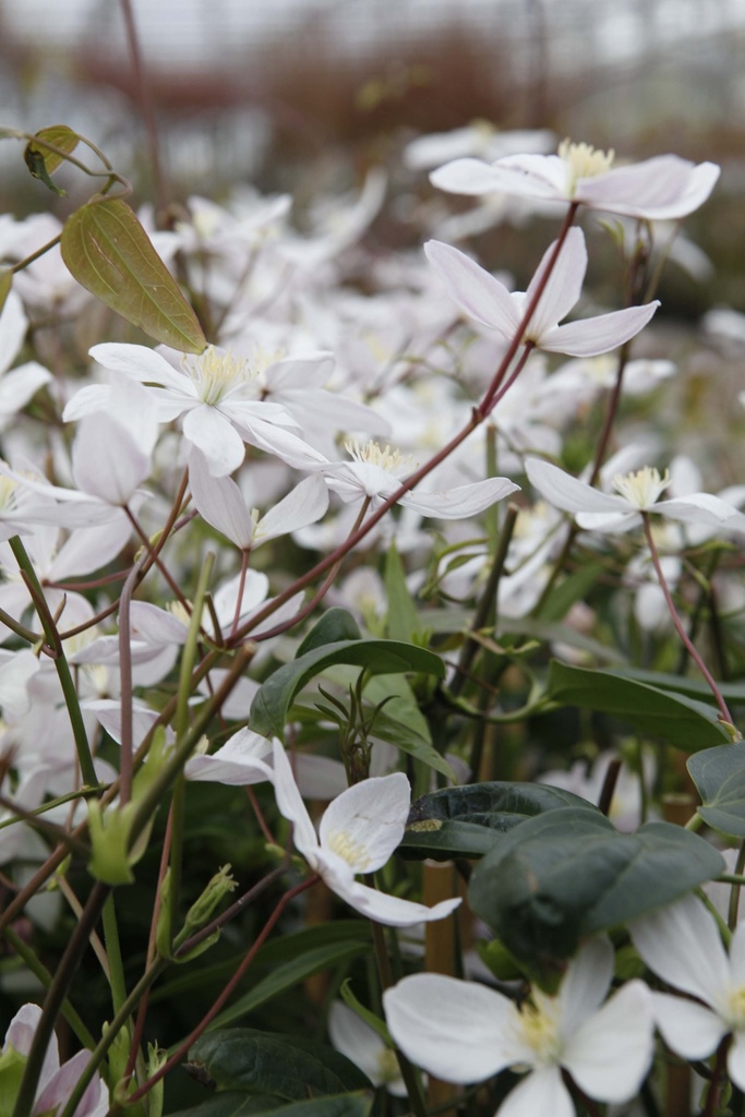 [CAABL3] CLEMATIS ARMANDII 'APPLE BLOSSOM' (Pot 2 litres, 80-100 cm)